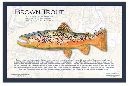 Fish Placemat: Brook Trout