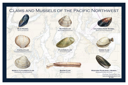 Fish Placemat: Clams & Mussels of the Pacific Northwest