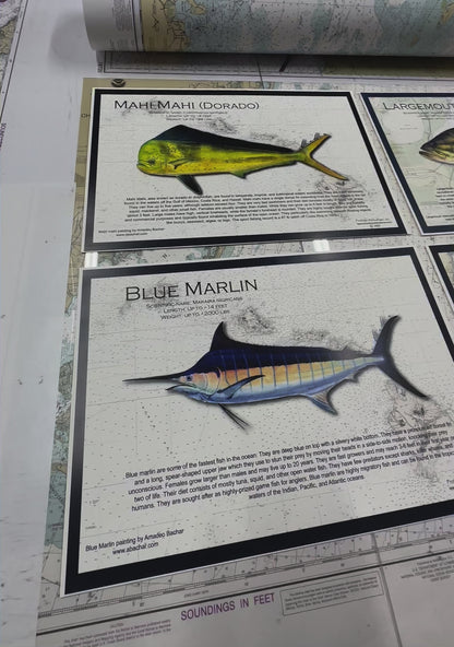 Fish Placemat: Lingcod