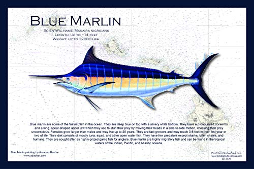 Fish Placemat: Blue Marlin