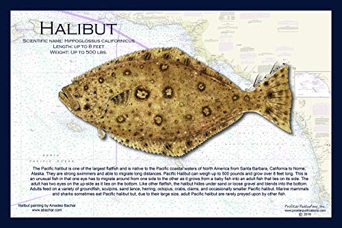 Fish Placemat: Halibut