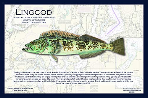 Fish Placemat: Lingcod