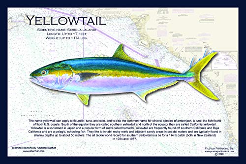 Fish Placemat: Yellowtail
